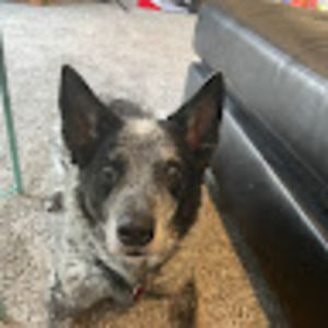Meet your Posher, Max